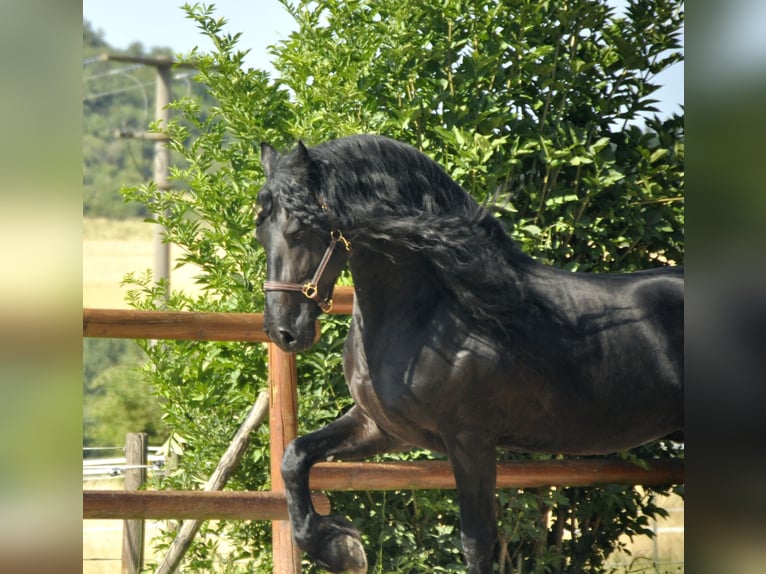 Frison Étalon 8 Ans 166 cm Noir in Ochtendung