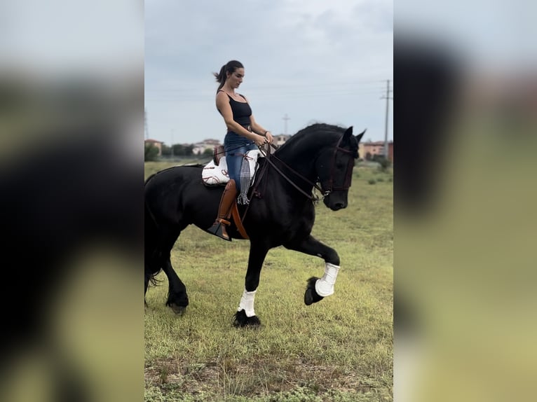 Frison Étalon 8 Ans 172 cm Noir in Bergamo