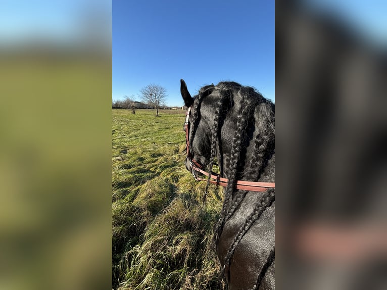 Frison Étalon 9 Ans 172 cm Noir in Bergamo