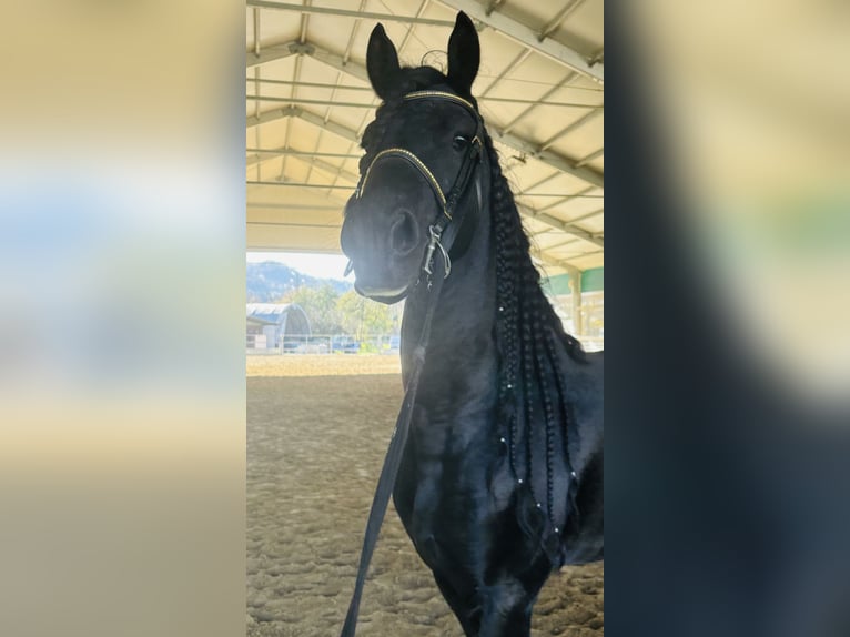 Frison Étalon 9 Ans 172 cm Noir in Bergamo
