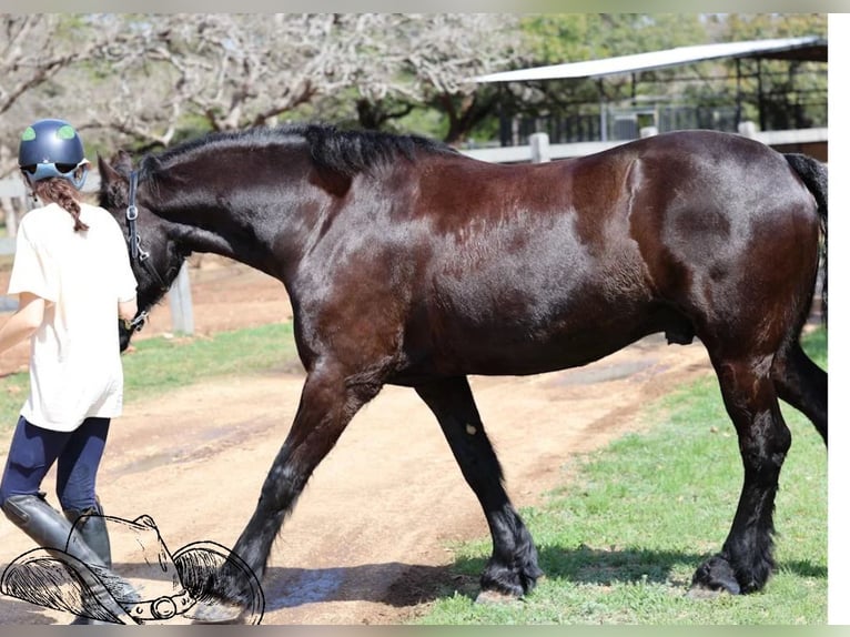 Frison Étalon Noir in Norco