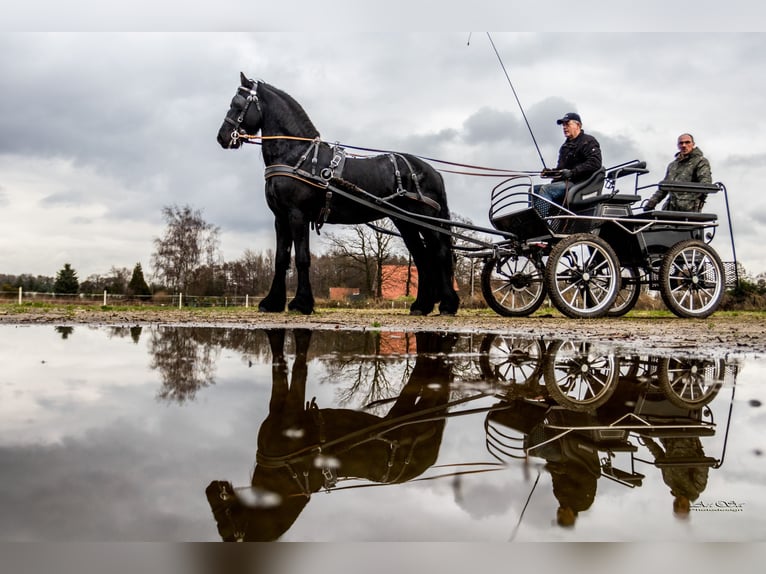 Frison Étalon Noir in Marl