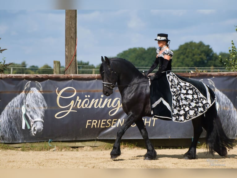 Frison Étalon Noir in Marl