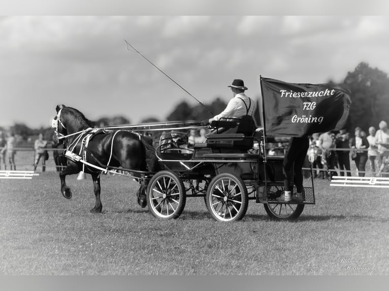 Frison Étalon Noir in Marl