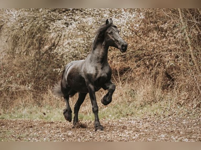 Frison Étalon Noir in Koblenz