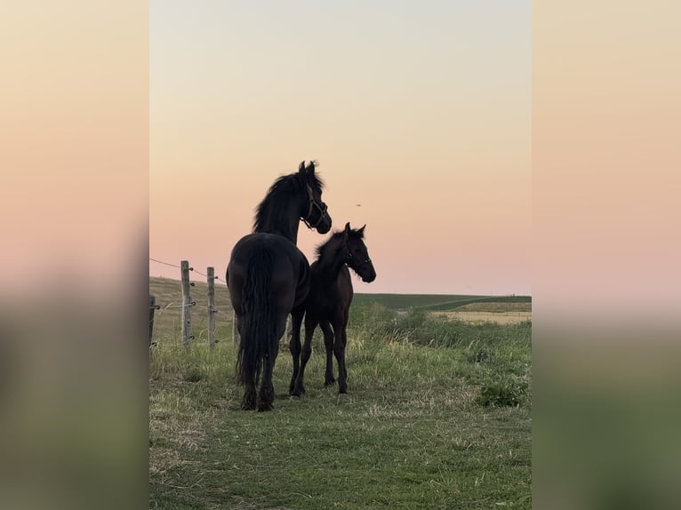 Frison Étalon Poulain (03/2026) 150 cm Noir in Ossenisse
