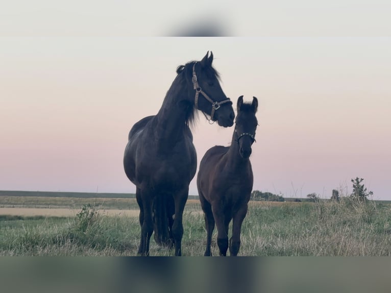 Frison Étalon Poulain (03/2026) 150 cm Noir in Ossenisse