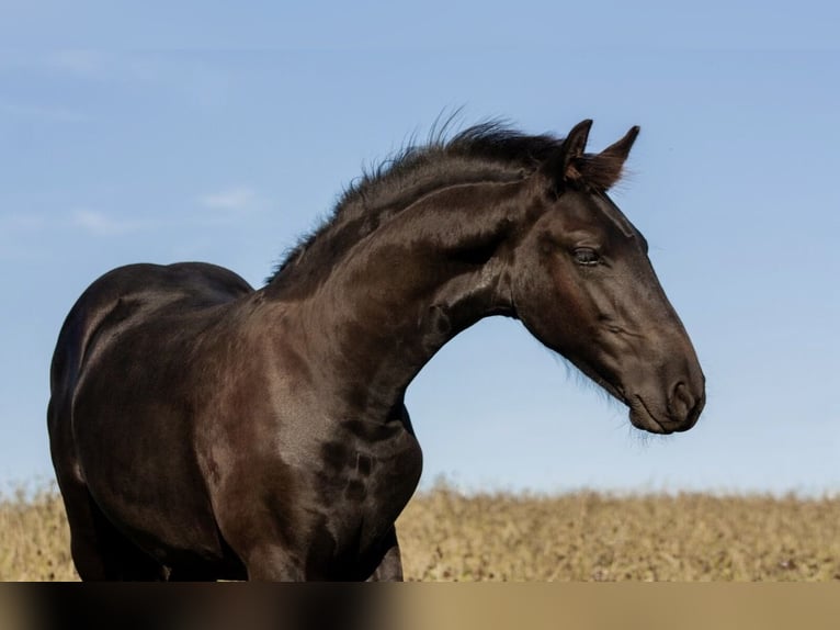 Frison Étalon Poulain (01/2025) in Zw&#xF6;nitz