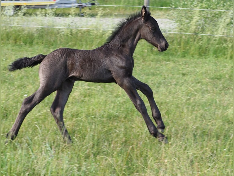 Frison Étalon Poulain (05/2026) Noir in Burgheim