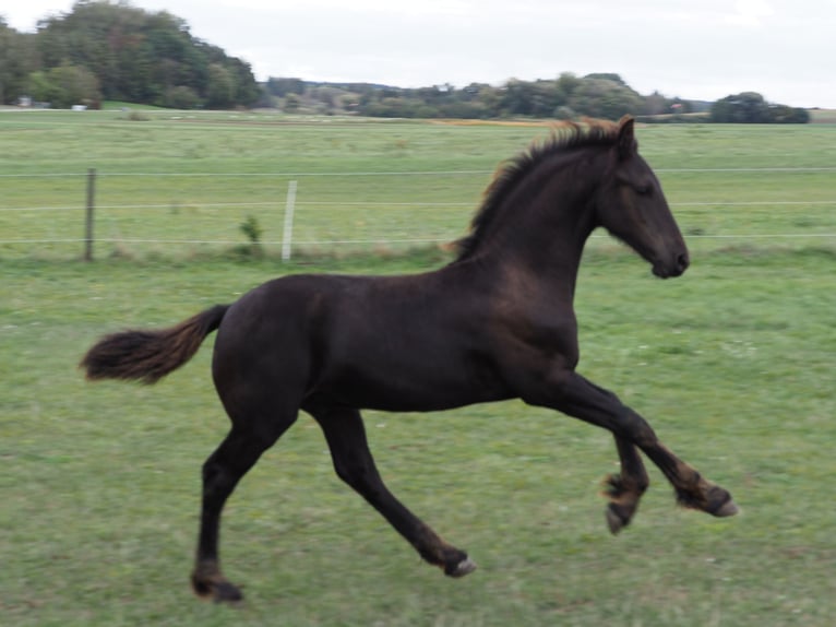 Frison Étalon Poulain (05/2026) Noir in Burgheim