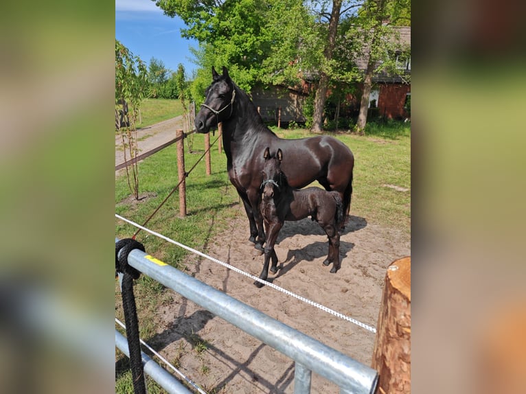 Frison Croisé Étalon  Noir in Saterland