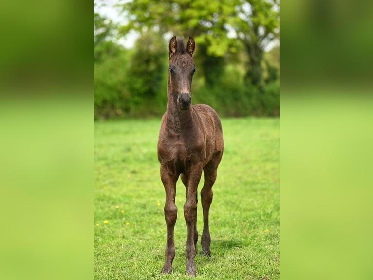 Frison Étalon Poulain (03/2025) Noir in La Motte Feuilly