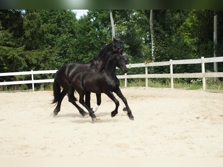 Frison Étalon Poulain (01/2025) Noir in Wa&#x142;brzych
