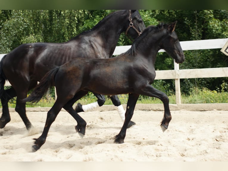 Frison Étalon Poulain (01/2025) Noir in Wa&#x142;brzych