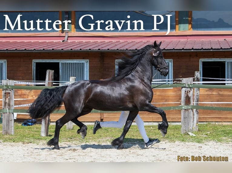 Frison Étalon Poulain (06/2025) Noir in Irdning