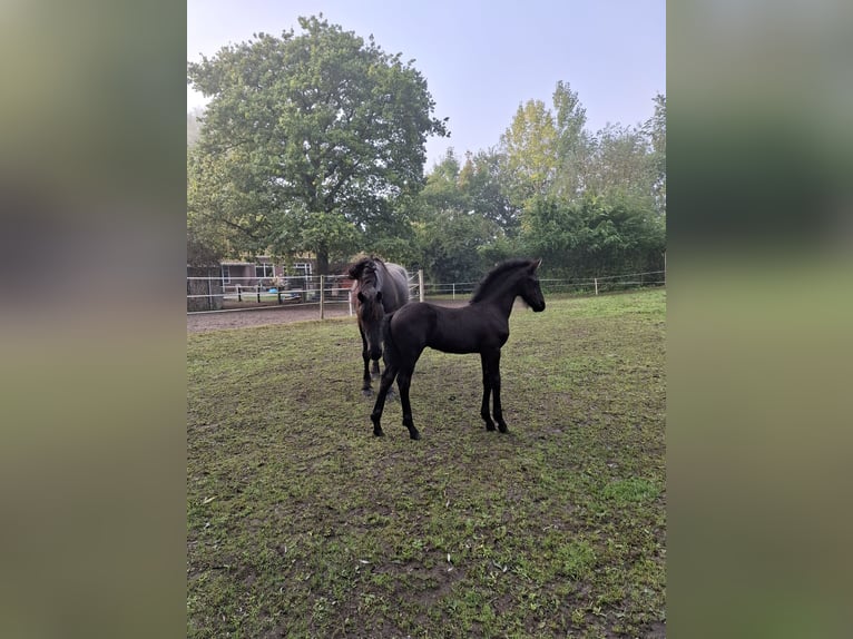 Frison Étalon Poulain (08/2025) Noir in Oosthem