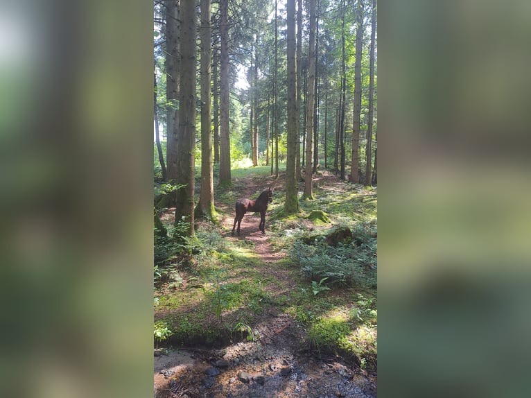 Frison Étalon Poulain (05/2025) Noir in KOPFING  im Innkreis