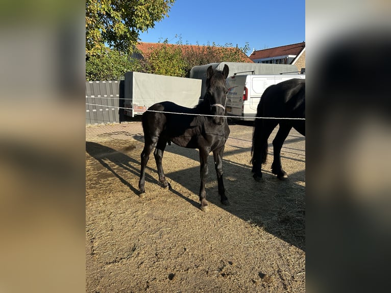Frison Étalon Poulain (07/2025) Noir in Grijpskerke