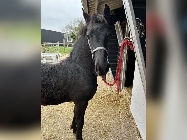 Frison Étalon Poulain (07/2025) Noir in Grijpskerke