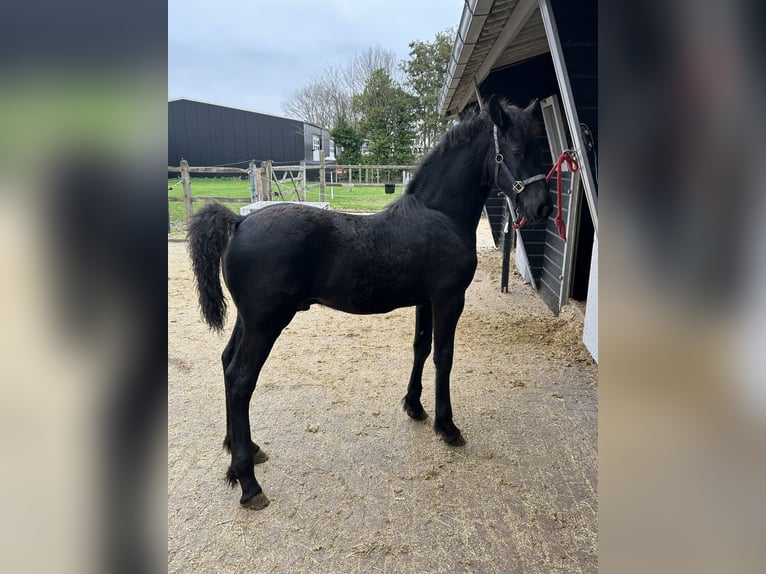 Frison Étalon Poulain (07/2025) Noir in Grijpskerke