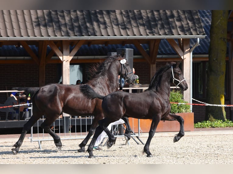 Frison Étalon Poulain (04/2024) Noir in Sonsbeck