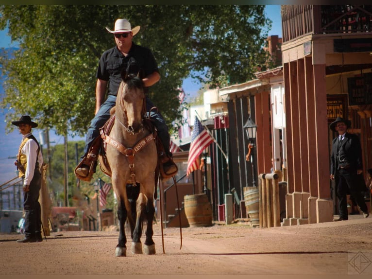 Frison Croisé Hongre 10 Ans 147 cm Buckskin in Nogales, AZ