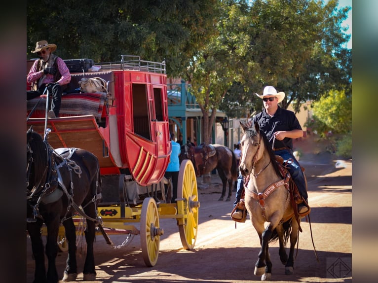 Frison Croisé Hongre 10 Ans 147 cm Buckskin in Nogales, AZ