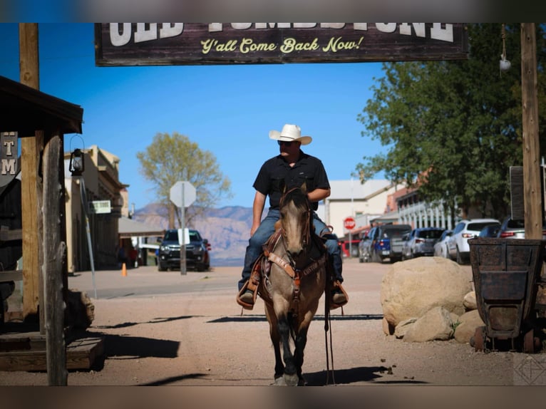 Frison Croisé Hongre 10 Ans 147 cm Buckskin in Nogales, AZ