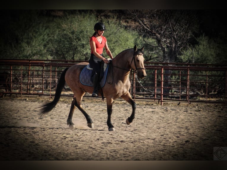 Frison Croisé Hongre 10 Ans 147 cm Buckskin in Nogales, AZ