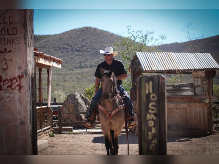 Frison Croisé Hongre 10 Ans 147 cm Buckskin in Nogales, AZ