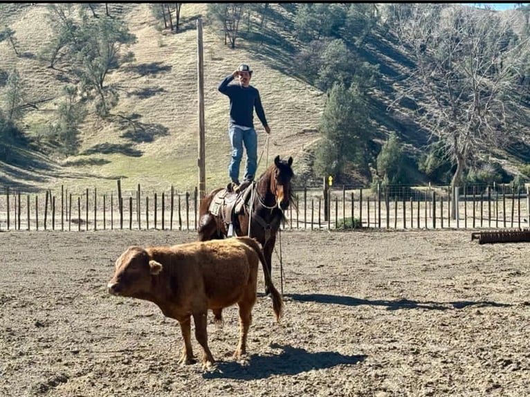 Frison Hongre 10 Ans 152 cm Bai cerise in Chappell Hill