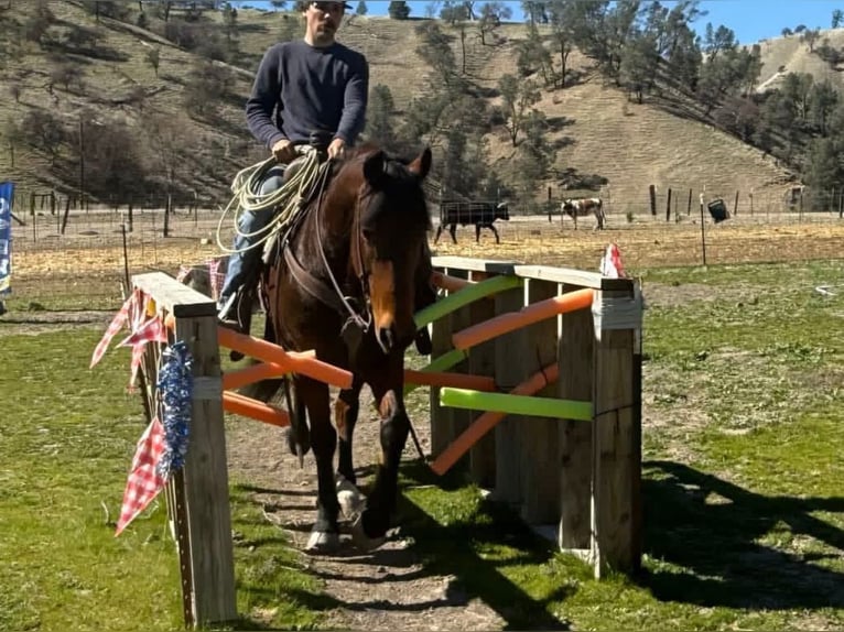 Frison Hongre 10 Ans 152 cm Bai cerise in Chappell Hill