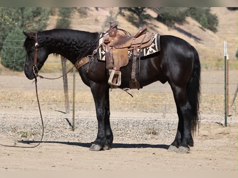 Frison Hongre 10 Ans 152 cm Noir in Tres Pinos