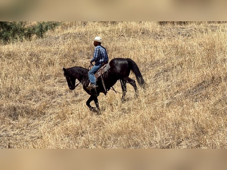 Frison Hongre 10 Ans 152 cm Noir in Tres Pinos