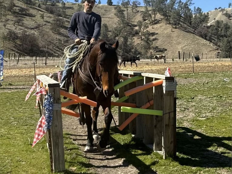 Frison Hongre 10 Ans 155 cm Bai cerise in Paicines CA