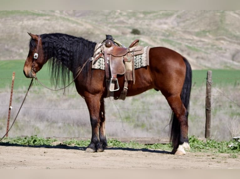 Frison Hongre 10 Ans 155 cm Bai cerise in Paicines CA