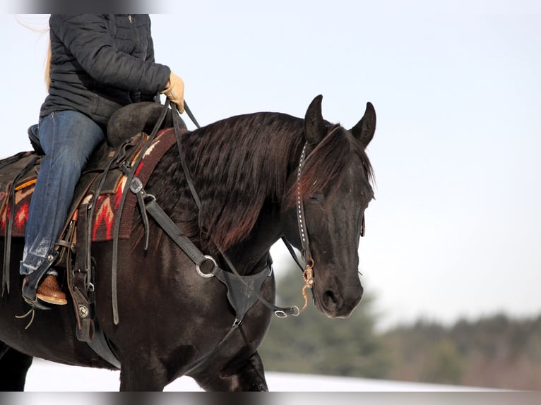 Frison Croisé Hongre 10 Ans 155 cm Noir in Clarion