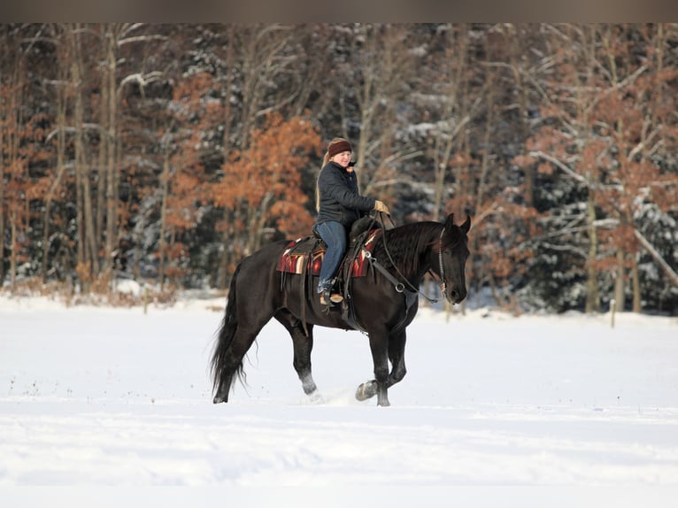 Frison Croisé Hongre 10 Ans 155 cm Noir in Clarion
