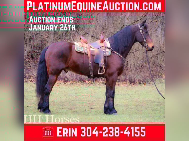 Frison Hongre 10 Ans 160 cm Bai cerise in FLEMINGSBURG KY