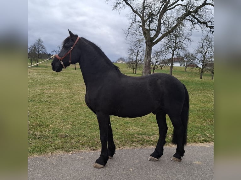 Frison Hongre 10 Ans 160 cm Noir in Lorch