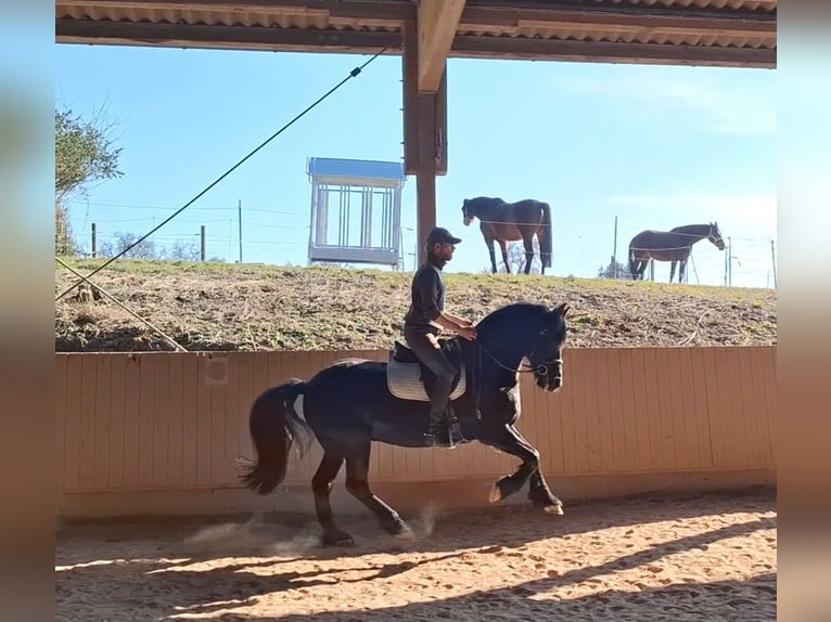 Frison Hongre 10 Ans 160 cm Noir in Lorch