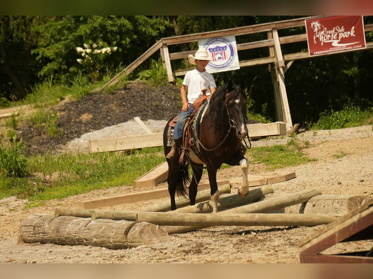 Frison Croisé Hongre 10 Ans 160 cm Pinto in Fresno