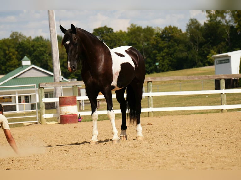 Frison Croisé Hongre 10 Ans 160 cm Pinto in Fresno
