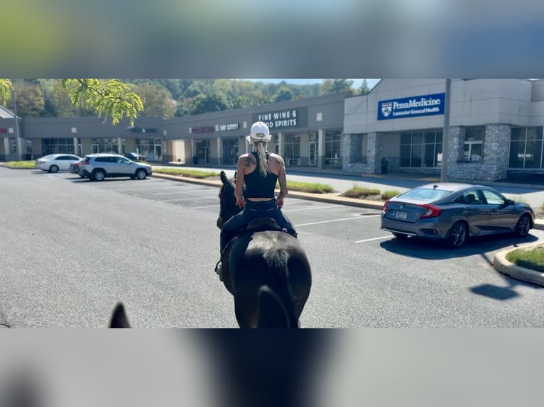 Frison Croisé Hongre 10 Ans 163 cm Bai cerise in Gap, PA