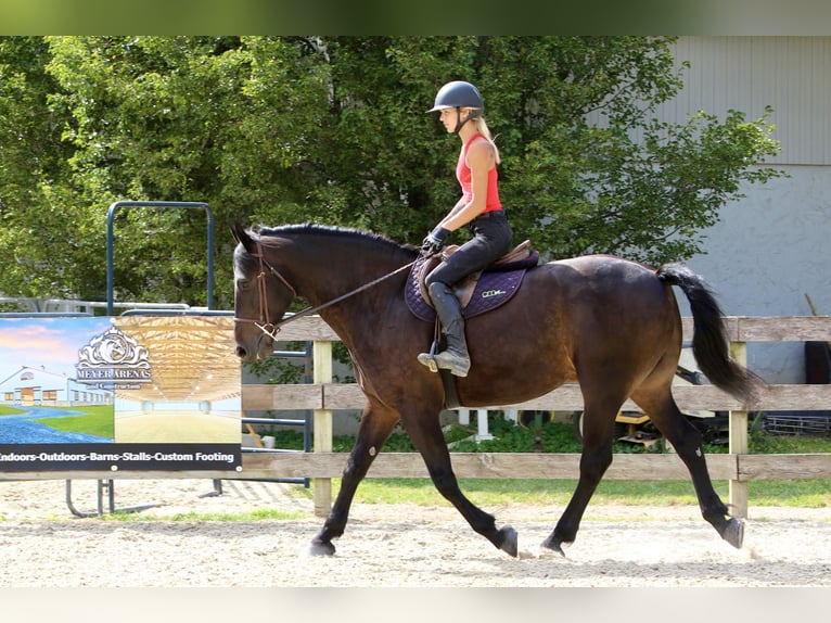 Frison Croisé Hongre 10 Ans 163 cm Bai cerise in Gap, PA