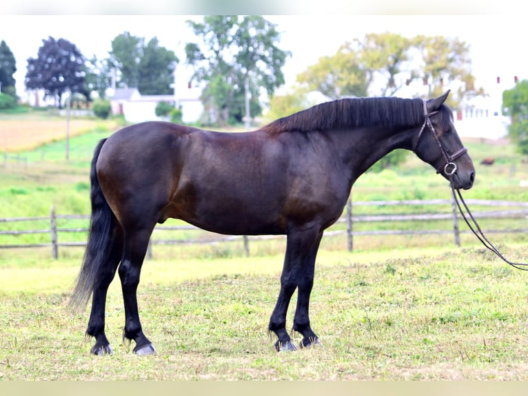 Frison Croisé Hongre 10 Ans 163 cm Bai cerise in Gap, PA