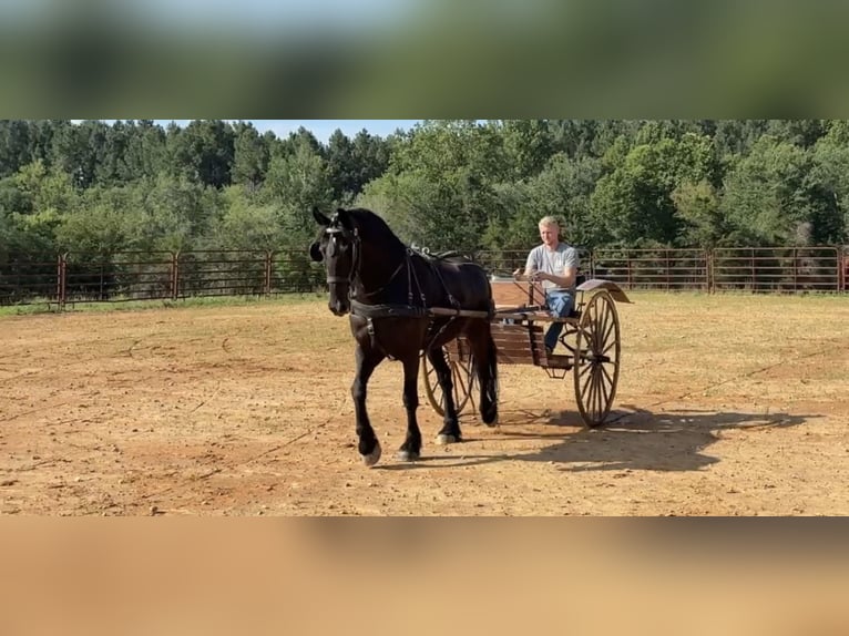 Frison Croisé Hongre 10 Ans 163 cm Noir in Stanardsville