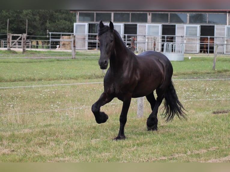 Frison Hongre 10 Ans 166 cm Noir in Vierh&#xF6;fen