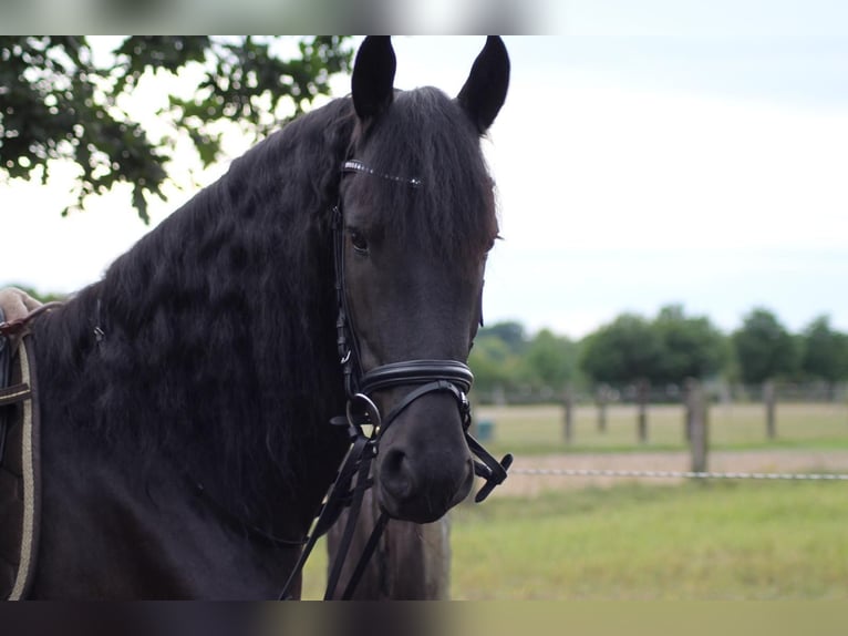 Frison Hongre 10 Ans 166 cm Noir in Vierh&#xF6;fen