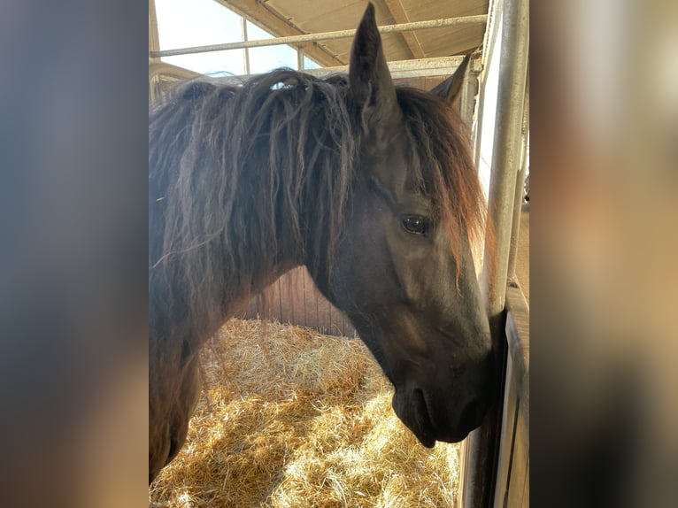 Frison Hongre 10 Ans 166 cm Noir in Vierh&#xF6;fen